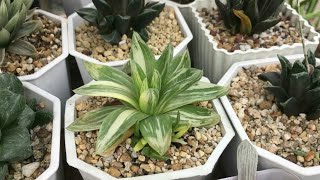 Rare Haworthia Succulents Collection [upl. by Fulmer577]