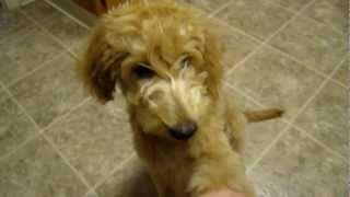 Goldendoodle training 4 12 months [upl. by Sosthena]