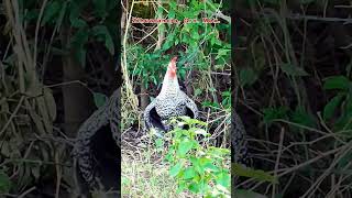 Gallo Centinela gallos gallinas naturalezayvida avesdecorral [upl. by Naresh]