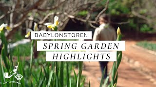 Virtual Garden Tour  Spring Garden 2020  Babylonstoren South Africa [upl. by Nailimixam467]