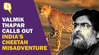 African Cheetahs Wont Survive in India Valmik Thapar Calls Out Indias Cheetah Misadventure [upl. by Dinnage]