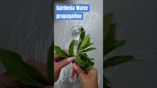 Easy Gardenia propagation in water Grow Gardenia from cuttingsgarden gardenia easygrowcuttings [upl. by Llerdnad]