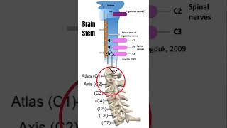 Cervicogenic Headache Quick Relief l Exercises l Education shorts [upl. by Gerhardt]