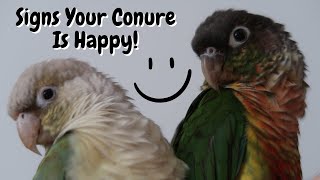 Signs Your Conure Is Happy  TheParrotTeacher [upl. by Friedberg]