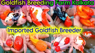 Aquarium Goldfish Breeding  Exotic Goldfish Breeding Farm Kolkata  Aquarium Fish Farm  Goldfish [upl. by Kral]