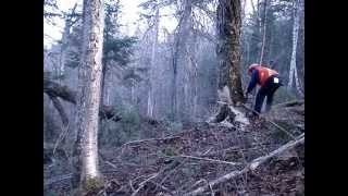 Sthil ms 361 Tree cuttingAbattage dun bouleau jaunemerisier [upl. by Khosrow263]