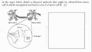 LE REGENTS REVIEW Homeostasis 2011 [upl. by Waine]