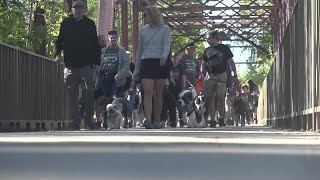 See Spot Walk is the largest fundraiser of the year for the Idaho Humane Society [upl. by Leahcimrej]