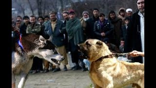 Kangal attacks a Husky [upl. by Dajma821]