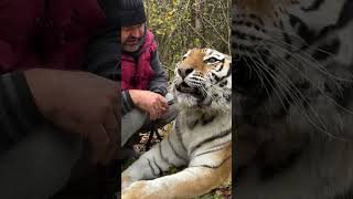 Man Kisses and Pets a Friendly Tiger [upl. by Conny487]