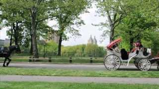 Horse and Carriage Tours Central Park NYC [upl. by Dayna142]