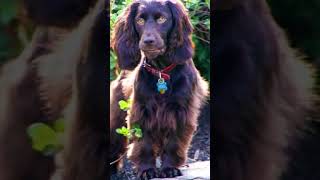 Origin of The Boykin Spaniel [upl. by Merrel4]