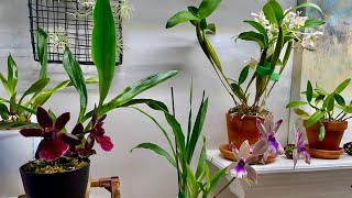 Bloom and Spike Tour  Cool to Intermediate Growing Orchids  8 November 2024 [upl. by Annah825]