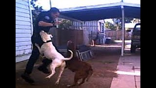 Police officer saves a dog from pitbull [upl. by Huber]