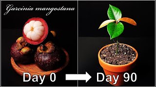 How to grow Mangosteen｜Growing Mangosteen from seed｜How to grow 66 Mangosteen｜Eng Sub [upl. by Phaedra325]