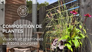 Une composition de plantes graminées et vivaces aux tons pourpres pour colorer jardins et terrasses [upl. by Eatnoj]