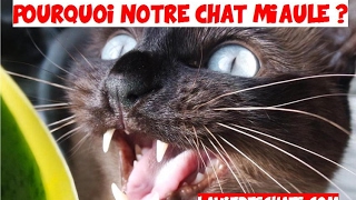 Pourquoi un chat 🐱 miaule [upl. by Maher]