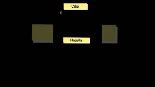 difference between cilia and flagella । biology cilia flagella [upl. by Dnomaj]