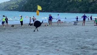 Cassowary Etty Bay Surf Lifesaving Far North Queensland [upl. by Atika890]