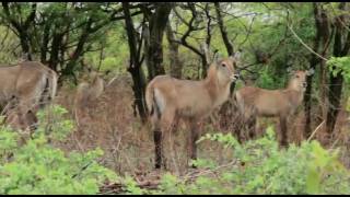 Yankari Game Reserve Aerial View [upl. by Eislehc]