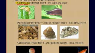 Invertebrate Diversity Part 2 Mollusks A Case Study [upl. by Gonsalve]