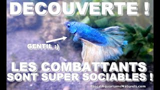 Poisson Combattant en aquarium communautaire  pacifique et sociable  Pascal Aquariums Naturels [upl. by Neelloj]