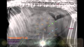 Pyometra in older female dogs [upl. by Tray165]