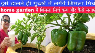 How to grow capsicum on home gardenorganic fertilizer dalne se bumper lagengefertilizer [upl. by Nalro]