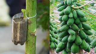 How To Grow Papaya With An Easy Stem The Method Of Growing Papaya From Cuttings Is 100 Successful [upl. by An19]