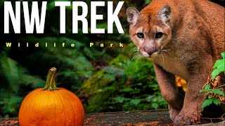 NW Trek Wildlife Park Exploring the Best of the Pacific Northwests Wildlife and Nature [upl. by Partridge]