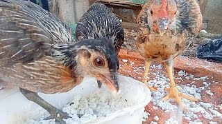 🐣🐓🐔🇮🇩 ChickenHenRooster Bens105 [upl. by Octavius]