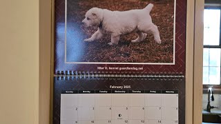 Central asian shepherd puppy calendar Sale alabai [upl. by Rimas]