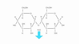 Condensation Polymerisation Glucose to Maltose [upl. by Danette]