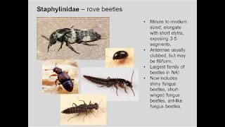 Entomology 1111  2018  Lecture 09  Coleoptera Neuroptera Hymenoptera [upl. by Cirre]