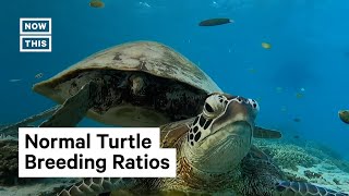 Green Sea Turtles Breeding Healthily New Research Finds [upl. by Anitnuahs667]