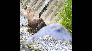 Mother ducks perfect defense against crows [upl. by Asilak]