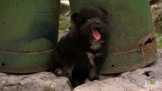 A Chorus of Pomeranians  Too Cute [upl. by Sanders224]