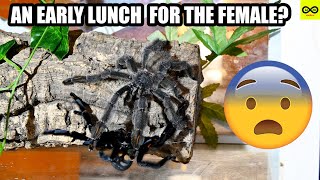 AN EARLY LUNCH FOR THE FEMALE PSALMOPOEUS IRMINIA EXY TIME  CHANNEL UPDATE [upl. by Natsirk]