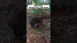 DISERANG BABI PIKAT AYAM HUTAN ayamhutan [upl. by Enimsaj]