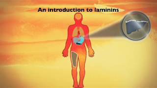 An introduction to laminin cell culture substrates [upl. by Anoerb]