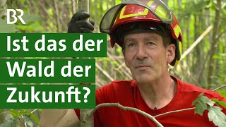 Artenreicher und klimastabiler Wald Wird Gymnasiallehrer Waldbesitzer des Jahres  Unser Land  BR [upl. by Nyrahtak]