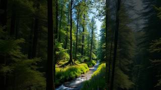 Naturwunder Polen BiałowieżaNationalpark 🏞️ [upl. by Aelram]