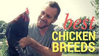 The Best Chicken Breeds [upl. by Ier]