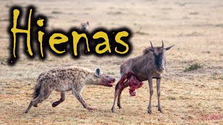 HIENAS COMEM ANIMAIS VIVOS POR QUÊ  HIENAS CAÇANDO [upl. by Airdnal]