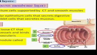 14Part 1 digestive system English Dr Essam Ibrahim  علوم صحية [upl. by Ahsercal20]