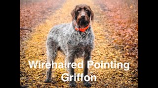 Wirehaired Pointing Griffon [upl. by Niwrehs]