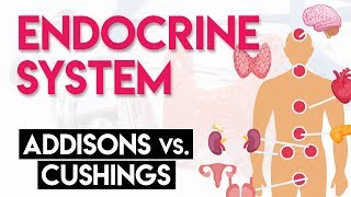 Addisons vs Cushings  Endocrine System Part 2 [upl. by Htiekram]