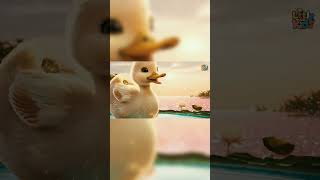 The Duck Song Nursery Rhymes for kids ytshorts nurseryrhymes kidssong [upl. by Sorensen]