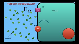 Tonicity vs Osmolality [upl. by Madeline]