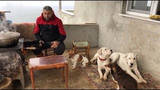 Kemik suyu nası hazırlanır videosu çekerken pars yine mevzuyu karıştırdı  kangal dogoargentino [upl. by Randolph]